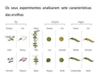 Os seus experimentos analisaram sete características
das ervilhas
 