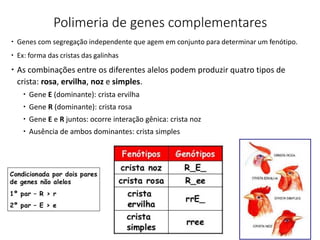 Polimeria de genes complementares
 Genes com segregação independente que agem em conjunto para determinar um fenótipo.
 Ex: forma das cristas das galinhas
 As combinações entre os diferentes alelos podem produzir quatro tipos de
crista: rosa, ervilha, noz e simples.
 Gene E (dominante): crista ervilha
 Gene R (dominante): crista rosa
 Gene E e R juntos: ocorre interação gênica: crista noz
 Ausência de ambos dominantes: crista simples
 