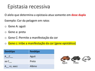 O alelo que determina a epistasia atua somente em dose dupla
Exemplo: Cor da pelagem em ratos
o Gene A: aguti
o Gene a: preta
o Gene C: Permite a manifestação da cor
o Gene c: inibe a manifestação da cor (gene epistático)
Epistasia recessiva
Genótipo Fenótipo
A__C__ Aguti
aa C__ Preto
A__ cc, aacc Albino
 