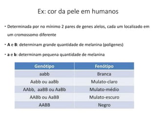 Ex: cor da pele em humanos
 Determinada por no mínimo 2 pares de genes alelos, cada um localizado em
um cromossomo diferente
 A e B: determinam grande quantidade de melanina (poligenes)
 a e b: determinam pequena quantidade de melanina
 