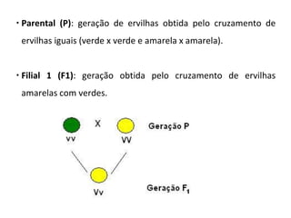  Parental (P): geração de ervilhas obtida pelo cruzamento de
ervilhas iguais (verde x verde e amarela x amarela).
 Filial 1 (F1): geração obtida pelo cruzamento de ervilhas
amarelas com verdes.
 