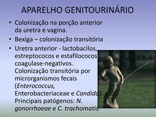APARELHO GENITOURINÁRIOColonização na porção anterior da uretra e vagina.Bexiga – colonização transitóriaUretra anterior - lactobacilos, estreptococos e estafilococos coagulase-negativos. Colonização transitória por microrganismos fecais (Enterococcus, Enterobacteriaceae e Candida). Principais patógenos: N. gonorrhoeaeeC. trachomatis.