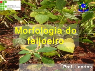 MINISTÉRIO DA EDUCAÇÃO 
SERVIÇO PÚBLICO 
FEDERAL 
Morfologia do 
feijoeiro 
Prof. Laerton 
 