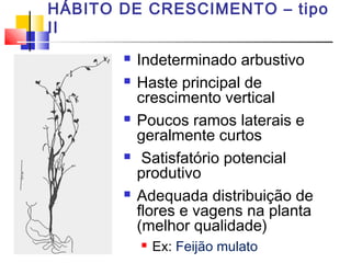 HÁBITO DE CRESCIMENTO – tipo 
II 
 Indeterminado arbustivo 
 Haste principal de 
crescimento vertical 
 Poucos ramos laterais e 
geralmente curtos 
 Satisfatório potencial 
produtivo 
 Adequada distribuição de 
flores e vagens na planta 
(melhor qualidade) 
 Ex: Feijão mulato 
 