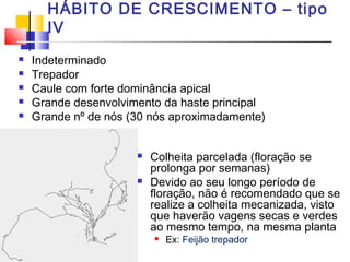 HÁBITO DE CRESCIMENTO – tipo 
IV 
 Indeterminado 
 Trepador 
 Caule com forte dominância apical 
 Grande desenvolvimento da haste principal 
 Grande nº de nós (30 nós aproximadamente) 
 Colheita parcelada (floração se 
prolonga por semanas) 
 Devido ao seu longo período de 
floração, não é recomendado que se 
realize a colheita mecanizada, visto 
que haverão vagens secas e verdes 
ao mesmo tempo, na mesma planta 
 Ex: Feijão trepador 
 