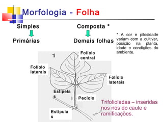 Morfologia - Folha 
Simples Composta * 
Primárias Demais folhas 
* A cor e pilosidade 
variam com a cultivar, 
posição na planta, 
idade e condições do 
ambiente. 
Pecíolo 
Estípula 
s 
Folíolo 
laterais 
Folíolo 
central 
Estipela 
s 
Folíolo 
laterais 
Trifolioladas – inseridas 
nos nós do caule e 
ramificações. 
 