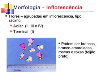 Morfologia - Inflorescência 
 Flores – agrupadas em inflorescência, tipo 
rácimo 
 Axilar (II, III e IV) 
 Terminal (I) 
 Podem ser brancas, 
branco-amareladas, 
róseas e roxas (feijão 
preto) 
 