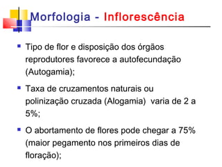 Morfologia - Inflorescência 
 Tipo de flor e disposição dos órgãos 
reprodutores favorece a autofecundação 
(Autogamia); 
 Taxa de cruzamentos naturais ou 
polinização cruzada (Alogamia) varia de 2 a 
5%; 
 O abortamento de flores pode chegar a 75% 
(maior pegamento nos primeiros dias de 
floração); 
 