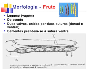 Morfologia - Fruto 
 Legume (vagem) 
 Deiscente 
 Duas valvas, unidas por duas suturas (dorsal e 
ventral) 
 Sementes prendem-se à sutura ventral 
 