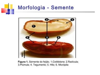 Morfologia - Semente 
Figura 1. Semente do feijão. 1.Cotilédone; 2.Radícula; 
3.Plúmula; 4. Tegumento; 5. Hilo; 6. Micrópila 
 