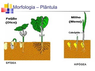 Morfologia – Plântula 
EPÍGEA HIPÓGEA 
 