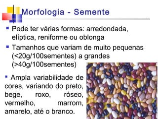 Morfologia - Semente 
 Pode ter várias formas: arredondada, 
elíptica, reniforme ou oblonga 
 Tamanhos que variam de muito pequenas 
(<20g/100sementes) a grandes 
(>40g/100sementes) 
 Ampla variabilidade de 
cores, variando do preto, 
bege, roxo, róseo, 
vermelho, marrom, 
amarelo, até o branco. 
 