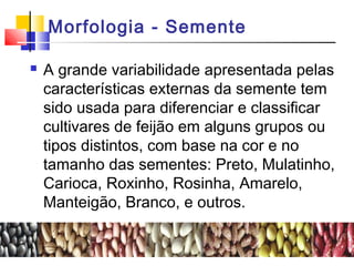 Morfologia - Semente 
 A grande variabilidade apresentada pelas 
características externas da semente tem 
sido usada para diferenciar e classificar 
cultivares de feijão em alguns grupos ou 
tipos distintos, com base na cor e no 
tamanho das sementes: Preto, Mulatinho, 
Carioca, Roxinho, Rosinha, Amarelo, 
Manteigão, Branco, e outros. 
 