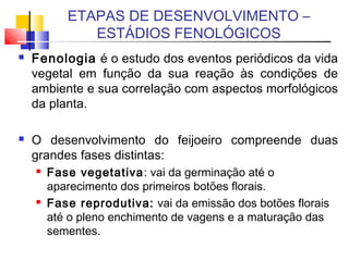ETAPAS DE DESENVOLVIMENTO – 
ESTÁDIOS FENOLÓGICOS 
 Fenologia é o estudo dos eventos periódicos da vida 
vegetal em função da sua reação às condições de 
ambiente e sua correlação com aspectos morfológicos 
da planta. 
 O desenvolvimento do feijoeiro compreende duas 
grandes fases distintas: 
 Fase vegetativa: vai da germinação até o 
aparecimento dos primeiros botões florais. 
 Fase reprodutiva: vai da emissão dos botões florais 
até o pleno enchimento de vagens e a maturação das 
sementes. 
 