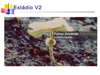 Estádio V2 
Folhas primárias 
unifolioladas 
 
