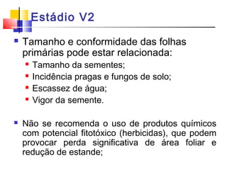Estádio V2 
 Tamanho e conformidade das folhas 
primárias pode estar relacionada: 
 Tamanho da sementes; 
 Incidência pragas e fungos de solo; 
 Escassez de água; 
 Vigor da semente. 
 Não se recomenda o uso de produtos químicos 
com potencial fitotóxico (herbicidas), que podem 
provocar perda significativa de área foliar e 
redução de estande; 
 
