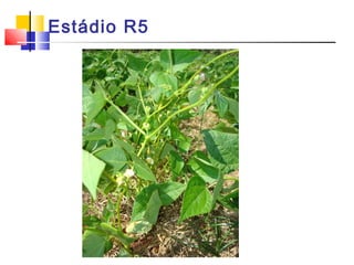 Estádio R5 
 
