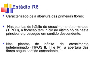 Estádio R6 
 Caracterizado pela abertura das primeiras flores; 
 Nas plantas de hábito de crescimento determinado 
(TIPO I), a floração tem início no último nó da haste 
principal e prossegue em sentido descendente. 
 Nas plantas de hábito de crescimento 
indeterminado (TIPOS II, III e IV), a abertura das 
flores segue sentido ascendente. 
 