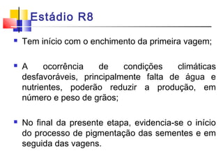 Estádio R8 
 Tem início com o enchimento da primeira vagem; 
 A ocorrência de condições climáticas 
desfavoráveis, principalmente falta de água e 
nutrientes, poderão reduzir a produção, em 
número e peso de grãos; 
 No final da presente etapa, evidencia-se o início 
do processo de pigmentação das sementes e em 
seguida das vagens. 
 