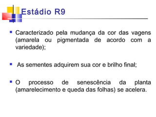 Estádio R9 
 Caracterizado pela mudança da cor das vagens 
(amarela ou pigmentada de acordo com a 
variedade); 
 As sementes adquirem sua cor e brilho final; 
 O processo de senescência da planta 
(amarelecimento e queda das folhas) se acelera. 
 