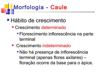 Morfologia - Caule 
 Hábito de crescimento 
 Crescimento determinado 
 Florescimento inflorescência na parte 
terminal 
 Crescimento indeterminado 
 Não há presença de inflorescência 
terminal (apenas flores axilares) – 
floração ocorre da base para o ápice. 
 
