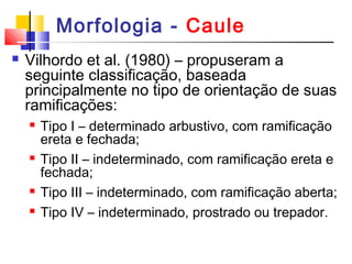 Morfologia - Caule 
 Vilhordo et al. (1980) – propuseram a 
seguinte classificação, baseada 
principalmente no tipo de orientação de suas 
ramificações: 
 Tipo I – determinado arbustivo, com ramificação 
ereta e fechada; 
 Tipo II – indeterminado, com ramificação ereta e 
fechada; 
 Tipo III – indeterminado, com ramificação aberta; 
 Tipo IV – indeterminado, prostrado ou trepador. 
 