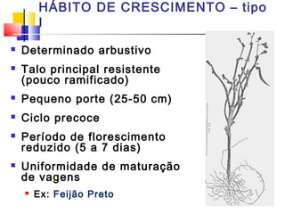 HÁBITO DE CRESCIMENTO – tipo 
I 
 Determinado arbustivo 
 Talo principal resistente 
(pouco ramificado) 
 Pequeno porte (25-50 cm) 
 Ciclo precoce 
 Período de florescimento 
reduzido (5 a 7 dias) 
 Uniformidade de maturação 
de vagens 
 Ex: Feijão Preto 
 