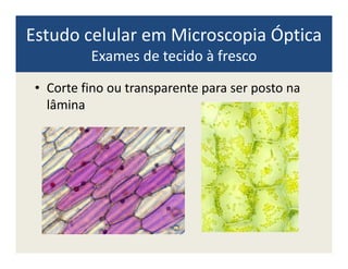 Estudo celular em Microscopia Óptica
Exames de tecido à fresco
• Corte fino ou transparente para ser posto na
lâmina
 