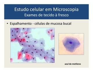 Estudo celular em Microscopia
Exames de tecido à fresco
• Espalhamento - células de mucosa bucal
azul de metileno
 