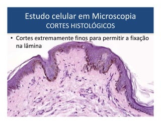 Estudo celular em Microscopia
CORTES HISTOLÓGICOS
• Cortes extremamente finos para permitir a fixação
na lâmina
 