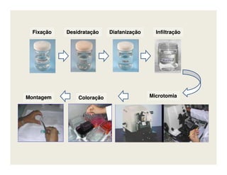 DesidrataçãoDesidratação DiafanizaçãoDiafanização InfiltraçãoInfiltraçãoFixaçãoFixação
MicrotomiaMicrotomiaColoraçãoColoraçãoMontagemMontagem
 