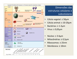 Dimensões das
estruturas celulares e
subcelulares
• Célula vegetal: ± 50µm
• Célula animal: ± 10-20µm
• Bactérias: ± 1-2µm
• Vírus: ± 0,05µm• Vírus: ± 0,05µm
• Núcleo: ± 3-6µm
• Mitocôndrias: ± 0,5µm
• Ribossomos: ± 25nm
• Membrana: ± 10nm
 