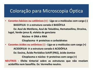 Coloração para Microscopia Óptica
• Corantes básicos ou catiônicos (+) - Liga-se a moléculas com carga (-)
BASOFILIA → a estrutura corada é BASÓFILA
Ex: Azul de Metileno, Azul de Toluidina, Hematoxilina, Orceína,
lugol, Verde-janus B, violeta de genciana
Núcleo → DNA e RNANúcleo → DNA e RNA
Citoplasma → proteínas e carboidratos
• Corantes ácidos ou aniônicos (-) - Liga-se a moléculas com carga (+)
ACIDOFILIA → a estrutura corada é ACIDÓFILA
Ex: Eosina, Ácido Periódico Schiff (PAS), ácido ósmico
Citoplasma e núcleo → proteínas com carga (+)
NEUTROS - Efeito tintorial sobre as estruturas que não revelam
acidofilia nem basofilia. Ex: Vermelho neutro.
 