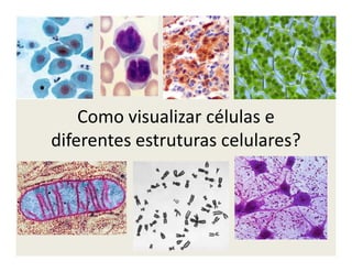 Como visualizar células e
diferentes estruturas celulares?diferentes estruturas celulares?
 