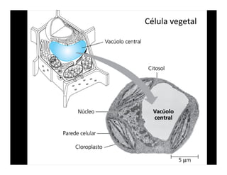 Célula vegetal
 