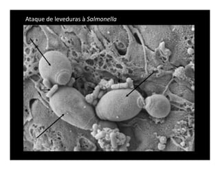 Ataque de leveduras à Salmonella
 