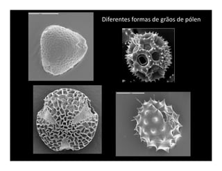 Diferentes formas de grãos de pólen
 