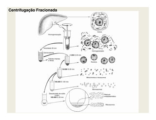 Centrifugação FracionadaCentrifugação Fracionada
 