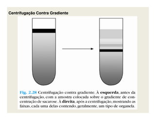 Centrifugação Contra GradienteCentrifugação Contra Gradiente
 