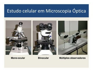 Estudo celular em Microscopia Óptica
MonoMono--ocularocular BinocularBinocular Múltiplos observadoresMúltiplos observadores
 