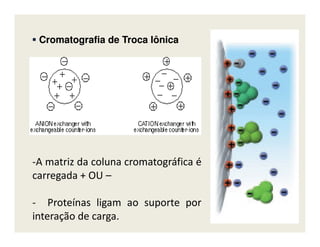 CromatografiaCromatografia dede TrocaTroca IônicaIônica
-A matriz da coluna cromatográfica é
carregada + OU –
- Proteínas ligam ao suporte por
interação de carga.
 