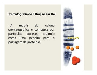 CromatografiaCromatografia de Filtração em Gelde Filtração em Gel
- A matriz da coluna
cromatográfica é composta por
partículas porosas, atuando
como uma peneira para acomo uma peneira para a
passagem de proteínas;
 