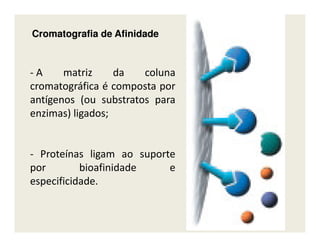 CromatografiaCromatografia dede AfinidadeAfinidade
- A matriz da coluna
cromatográfica é composta por
antígenos (ou substratos para
enzimas) ligados;
- Proteínas ligam ao suporte
por bioafinidade e
especificidade.
 