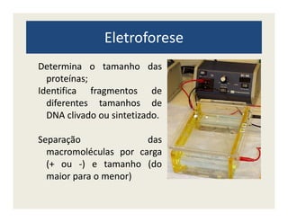 Eletroforese
DeterminaDetermina oo tamanhotamanho dasdas
proteínasproteínas;;
IdentificaIdentifica fragmentosfragmentos dede
diferentesdiferentes tamanhostamanhos dede
DNADNA clivadoclivado ouou sintetizadosintetizado..DNADNA clivadoclivado ouou sintetizadosintetizado..
SeparaçãoSeparação dasdas
macromoléculasmacromoléculas porpor cargacarga
(+(+ ouou --)) ee tamanhotamanho (do(do
maiormaior parapara oo menor)menor)
 