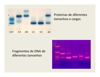 Proteínas de diferentes
tamanhos e cargas
Fragmentos de DNA de
diferentes tamanhos
 