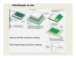 -- HibridizaçãoHibridização exex situsitu
 