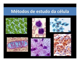 Métodos de estudo da célula
 