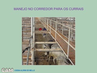 MANEJO NO CORREDOR PARA OS CURRAIS
CÁSSIA ALDRIN DE MELLO
 