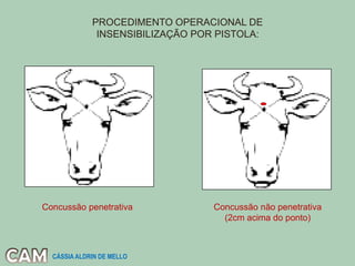 PROCEDIMENTO OPERACIONAL DE
INSENSIBILIZAÇÃO POR PISTOLA:
Concussão não penetrativa
(2cm acima do ponto)
Concussão penetrativa
CÁSSIA ALDRIN DE MELLO
 