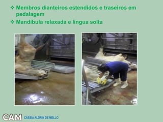  Membros dianteiros estendidos e traseiros em
pedalagem
 Mandíbula relaxada e língua solta
CÁSSIA ALDRIN DE MELLO
 